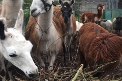 Unsere kleine Farm