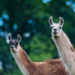 Lama- und Alpakaspaziergang