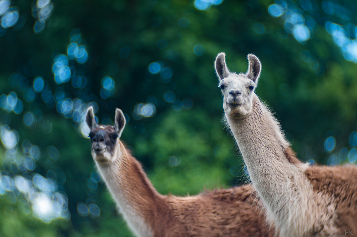 Lama- und Alpakaspaziergang